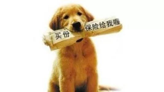 寵物保險怎么挑選？有寵物的你確定不了解一下？